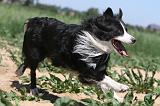 BORDER COLLIE 224